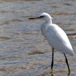 Aigrette garzette